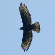 European Honey Buzzard