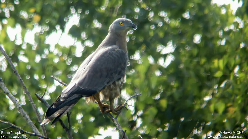 European Honey Buzzard