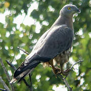 European Honey Buzzard