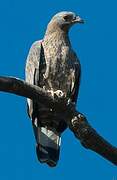 Crested Honey Buzzard