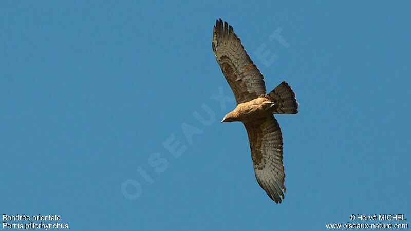 Crested Honey Buzzard