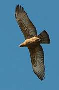 Crested Honey Buzzard