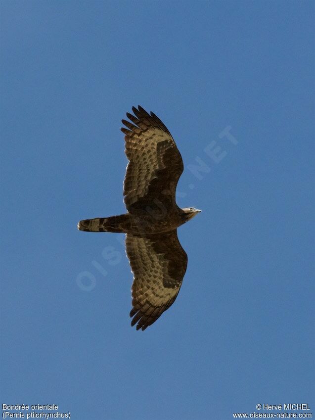 Crested Honey Buzzard