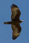 Crested Honey Buzzard