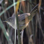 Bouscarle caqueteuse