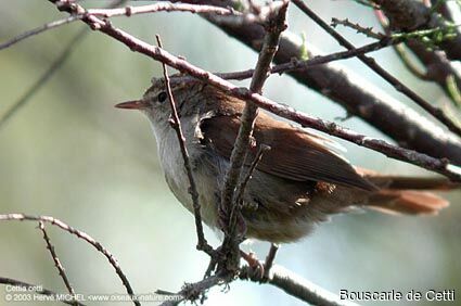 Bouscarle de Cetti