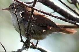 Cetti's Warbler