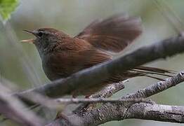 Cetti's Warbler