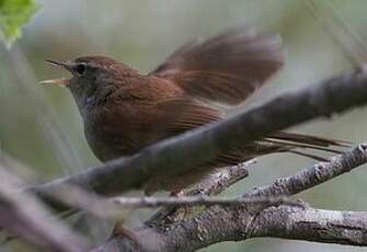 Bouscarle de Cetti