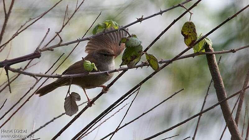 Cetti's Warbler male adult, identification, courting display, Behaviour