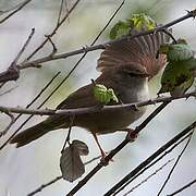 Cetti's Warbler