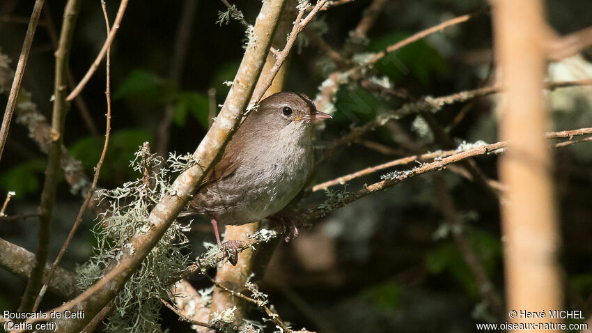 Cetti's Warbleradult breeding