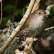 Cetti's Warbler