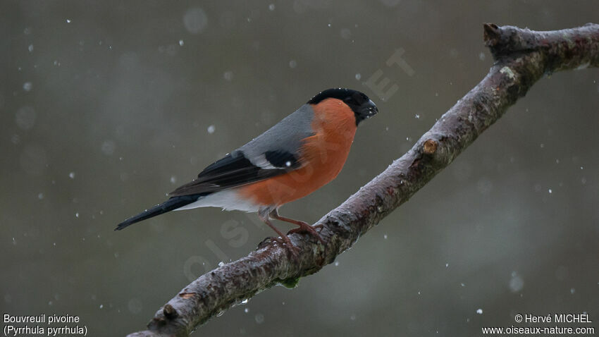 Eurasian Bullfinch