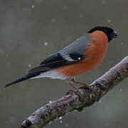 Eurasian Bullfinch