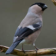 Eurasian Bullfinch