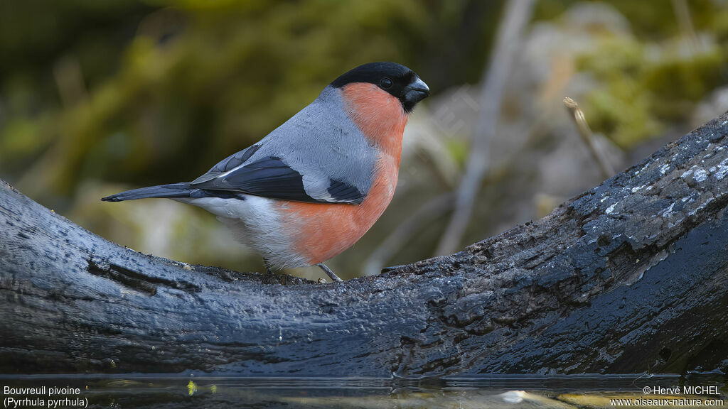 Eurasian Bullfinch