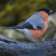 Eurasian Bullfinch