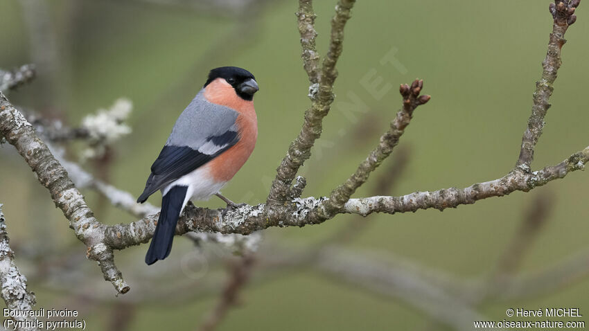 Eurasian Bullfinch male adult