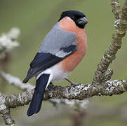 Eurasian Bullfinch