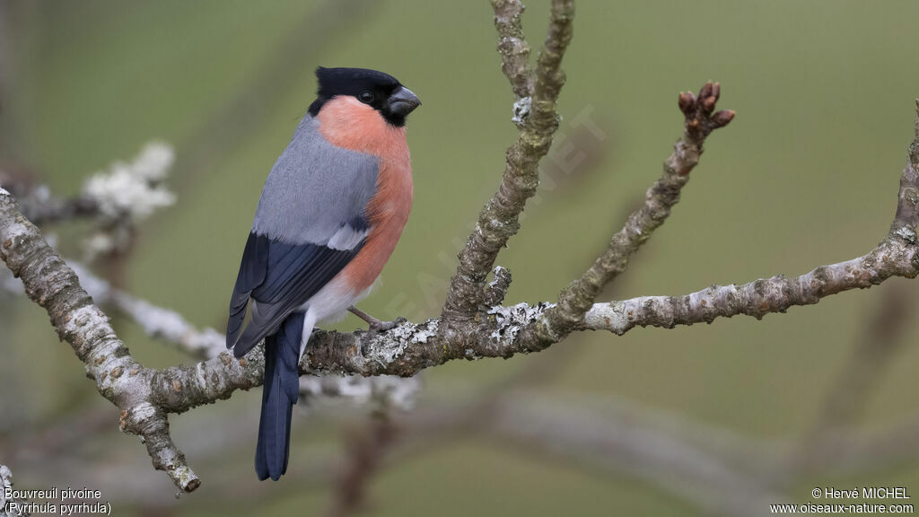 Eurasian Bullfinch male adult