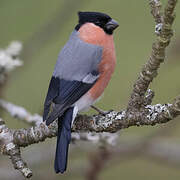 Eurasian Bullfinch