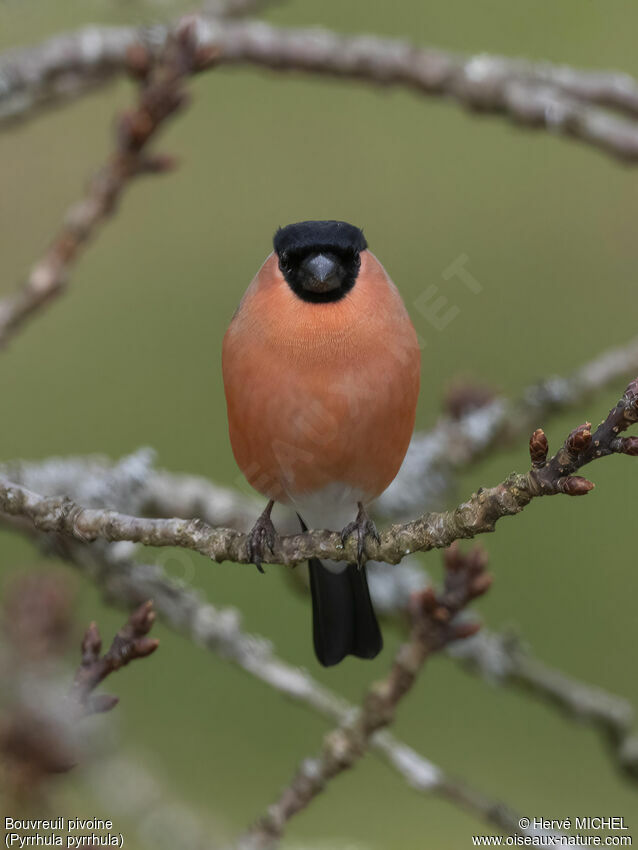 Eurasian Bullfinch male adult