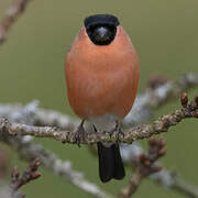 Eurasian Bullfinch