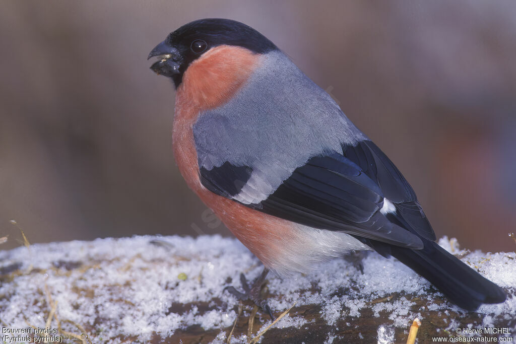 Eurasian Bullfinch