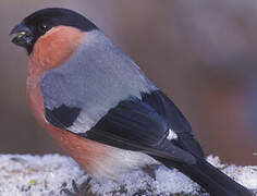 Eurasian Bullfinch