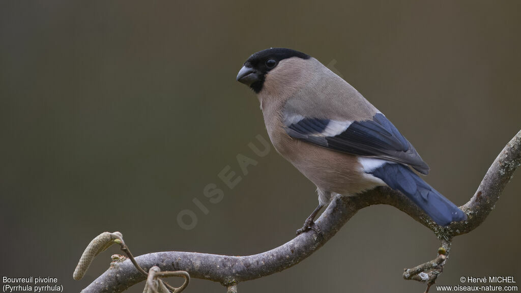 Eurasian Bullfinch