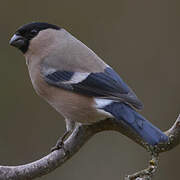 Eurasian Bullfinch