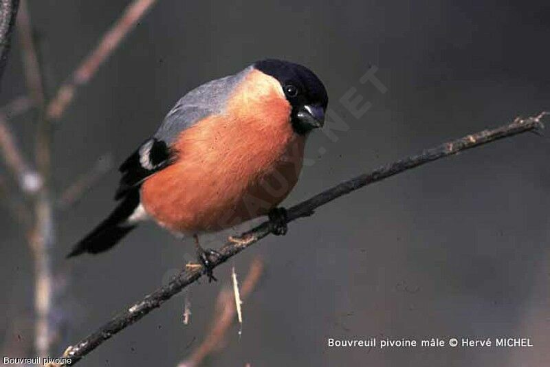 Eurasian Bullfinch