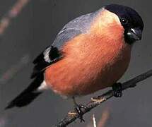 Eurasian Bullfinch