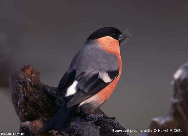 Eurasian Bullfinch