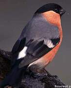 Eurasian Bullfinch