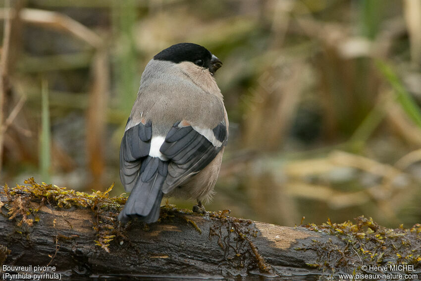 Eurasian Bullfinch female adult