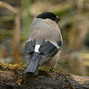 Eurasian Bullfinch