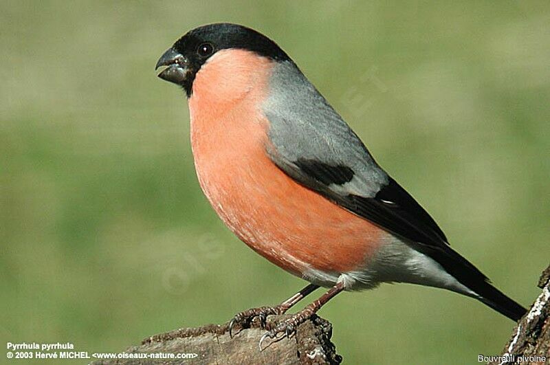 Eurasian Bullfinch