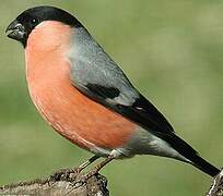 Eurasian Bullfinch