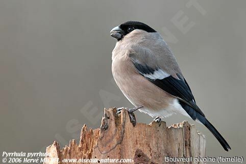 Eurasian Bullfinch