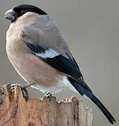 Eurasian Bullfinch