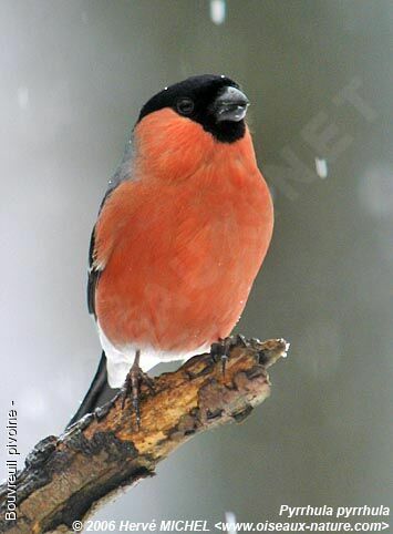 Eurasian Bullfinch male adult