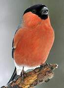 Eurasian Bullfinch