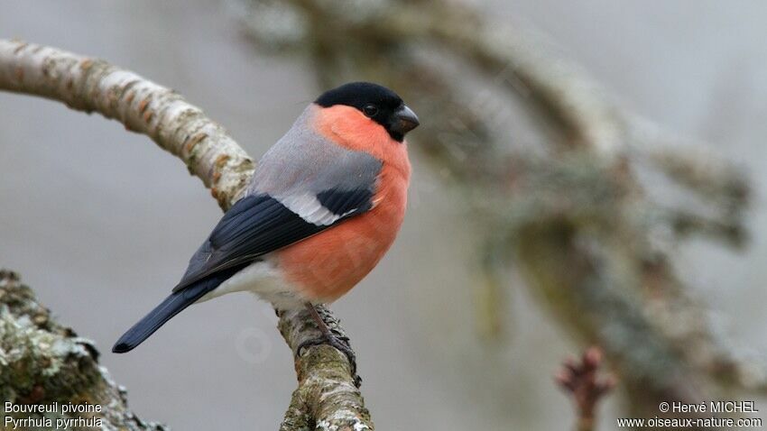 Eurasian Bullfinch male adult, identification