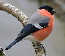 Eurasian Bullfinch