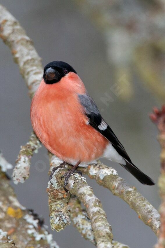Eurasian Bullfinch male adult, identification