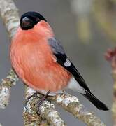 Eurasian Bullfinch