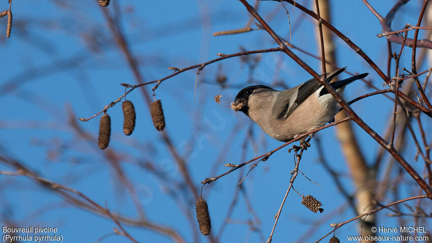 Eurasian Bullfinch female adult