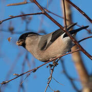 Eurasian Bullfinch